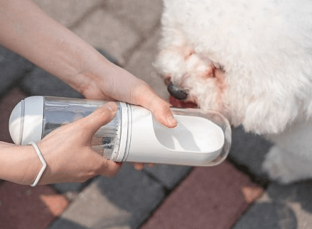 Outdoor travel water bottle for pets out cup - BUNNY BAZAR